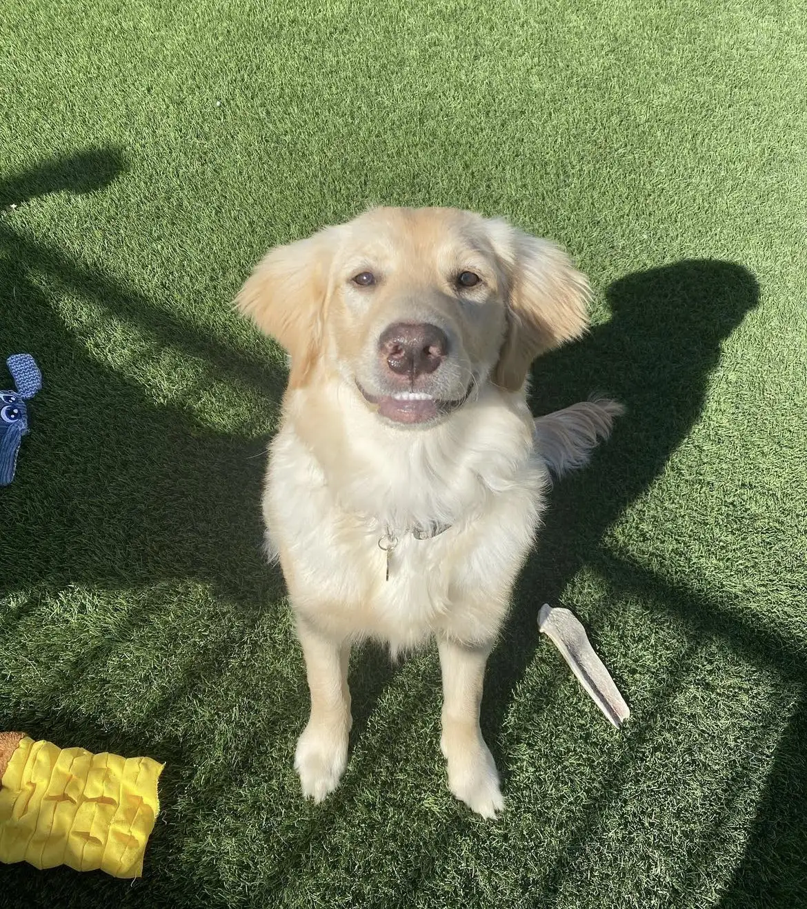 A golden retriever sits on green grass, looking up with its mouth slightly open. Toys, including a yellow plush and a bone-shaped chew, are nearby. Sunlight casts shadows across the scene.