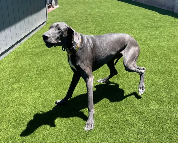 A large gray Great Dane dog walks on green artificial grass in a sunny yard, casting a clear shadow on the ground.