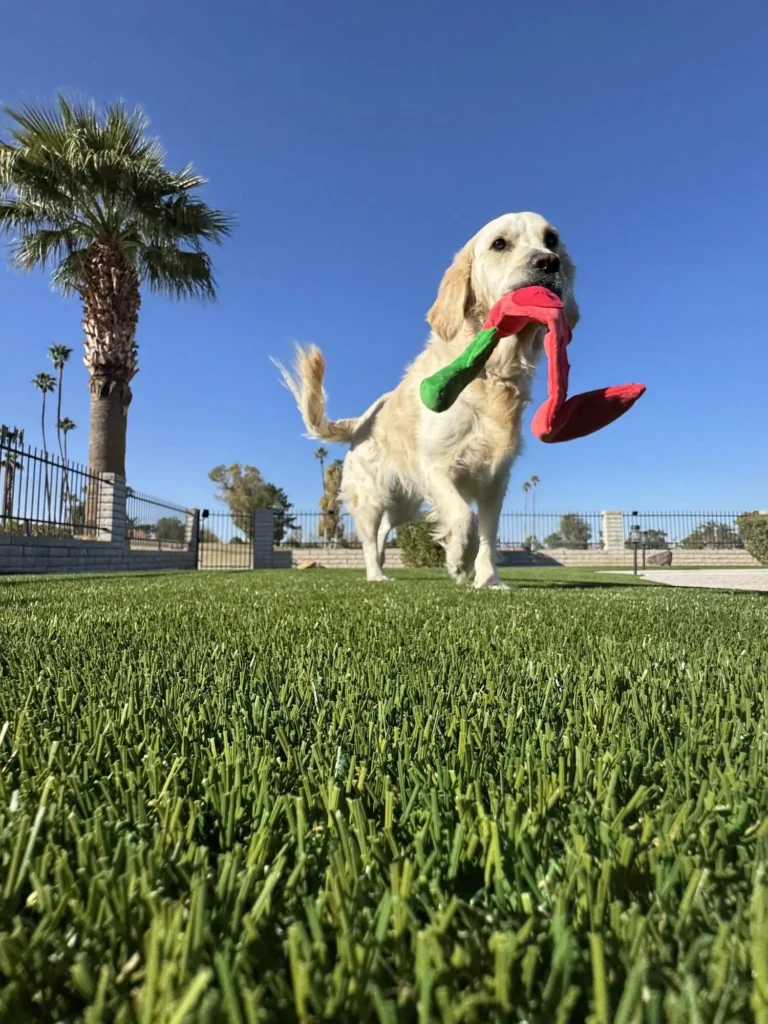 A golden retriever stands on lush pet turf under a clear blue sky, holding a red and green toy in its mouth. Palm trees and a metal fence are visible in the background.