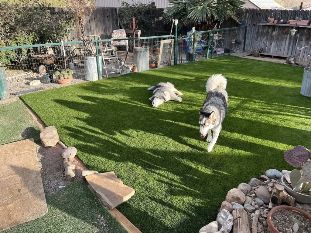 Two large dogs with thick fur play on a patch of green Pet Turf in a fenced backyard. One dog is lying on its side, while the other walks toward the camera. Various plants and garden decorations are visible.
