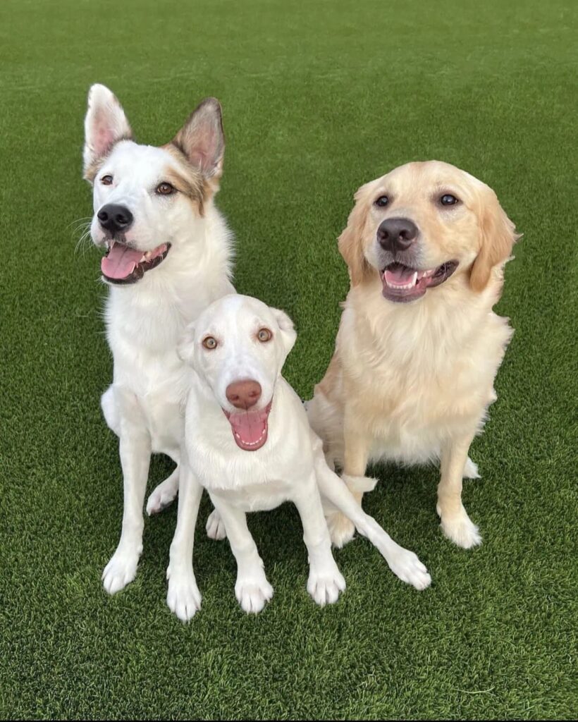 Three happy dogs are sitting on green Pet Turf, looking up at the camera. The dogs include a tan and white dog, a small white dog in the middle, and a golden retriever on the right—all appear to be smiling with their mouths open.