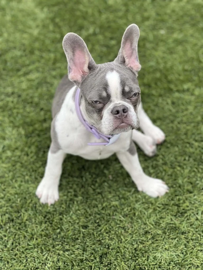 A grey and white French Bulldog with large ears sits on lush Pet Turf, wearing a light purple collar and looking up towards the camera.