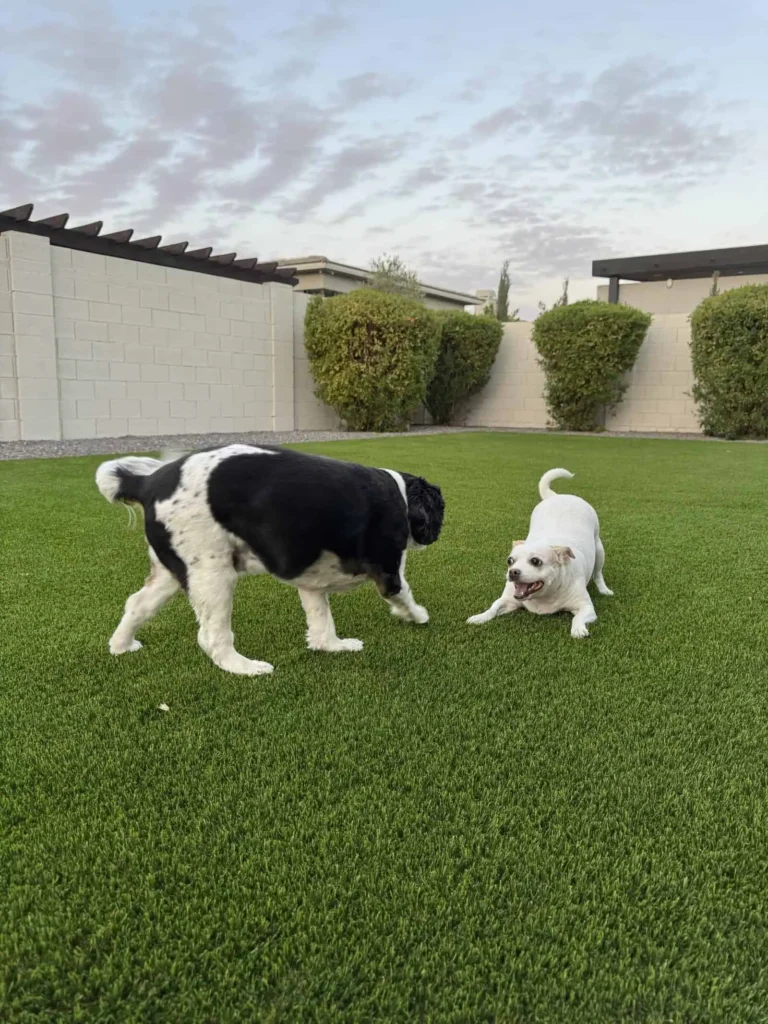Two dogs play on lush Pet Turf; a black and white dog faces a smaller white dog, crouched playfully in a fenced backyard with trimmed bushes and a cloudy sky overhead.